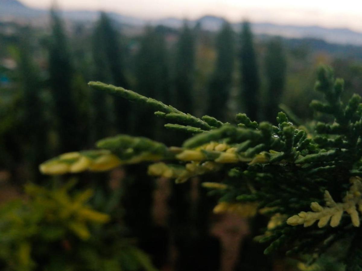 Vista Hermosa Eco Hostal Carmen de Viboral Dış mekan fotoğraf
