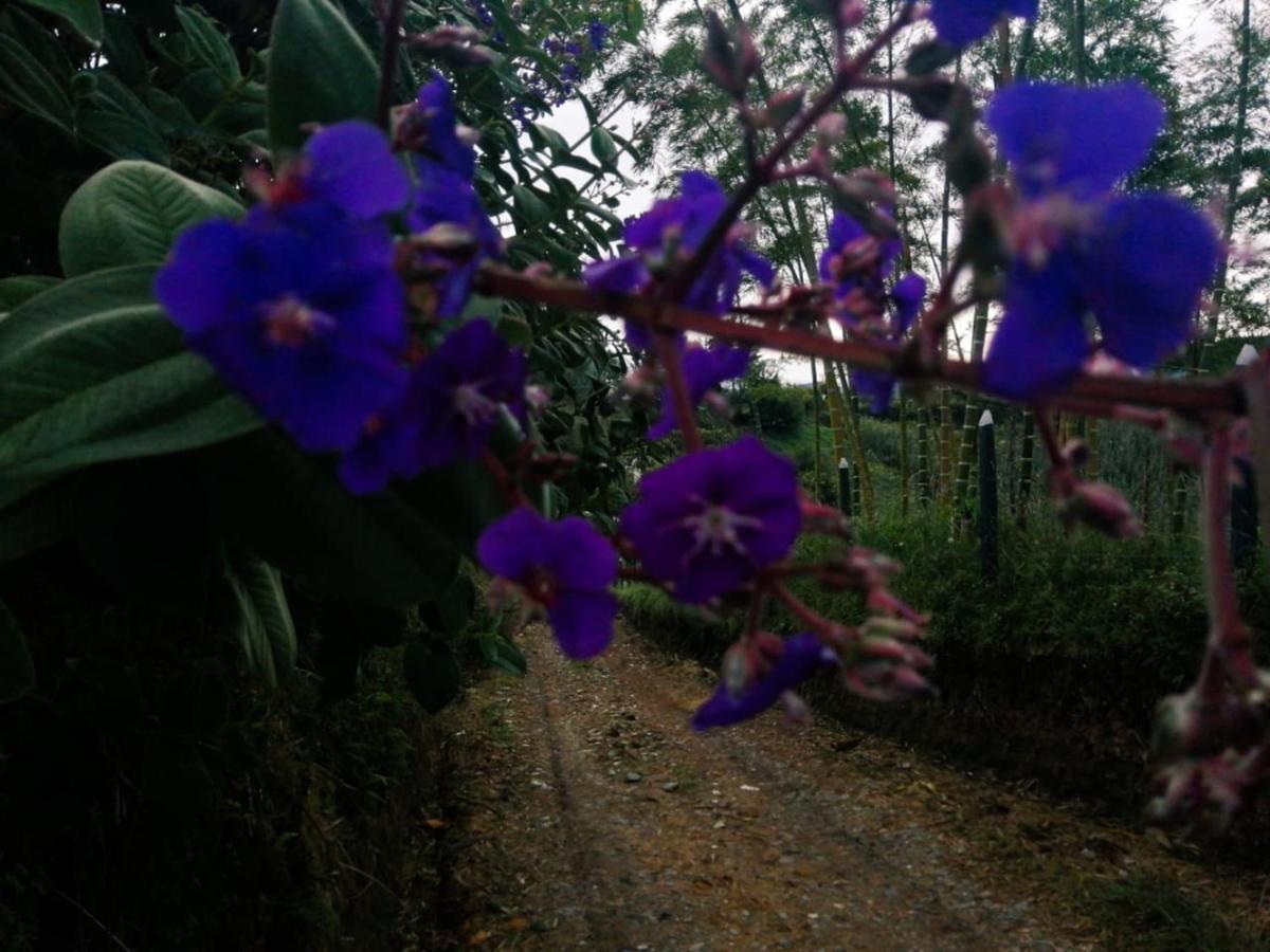 Vista Hermosa Eco Hostal Carmen de Viboral Dış mekan fotoğraf